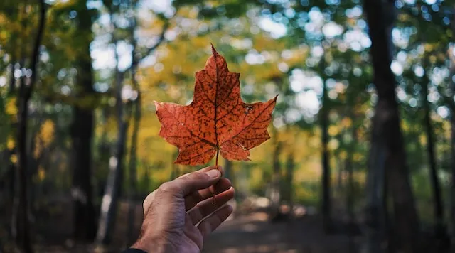 Hand holding a maple leaf in a forest, symbolizing ShiftCare’s services for Canadian care providers.