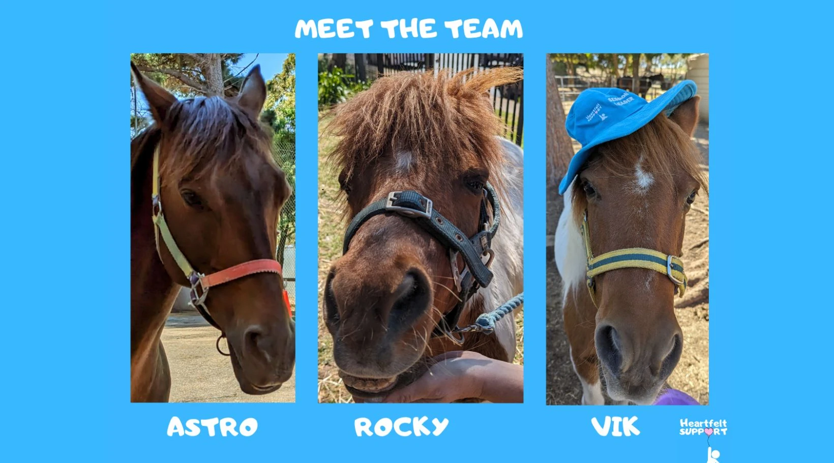 Meet Astro, Rocky, and Vik — support horses at Heartfelt Support’s therapy and NDIS care programs.