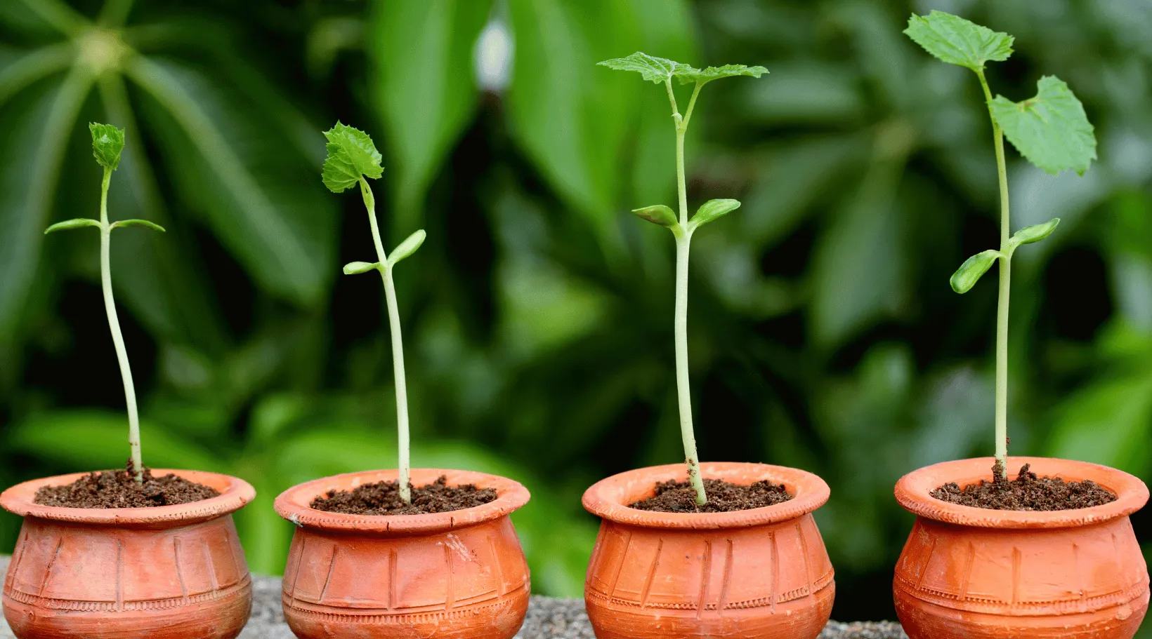 ShiftCare growth concept with small potted plants symbolizing care provider business progress.